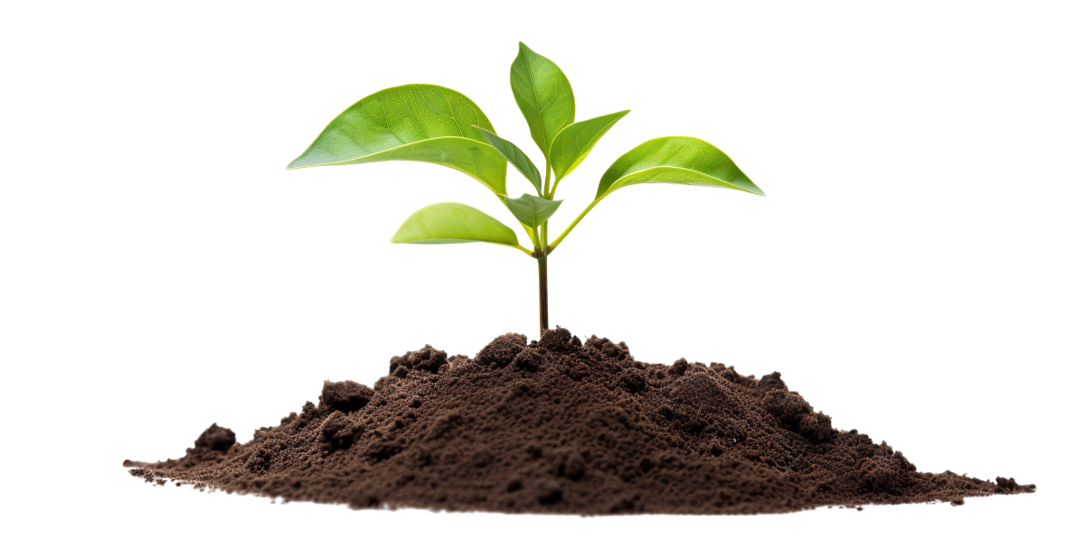 petite plante
