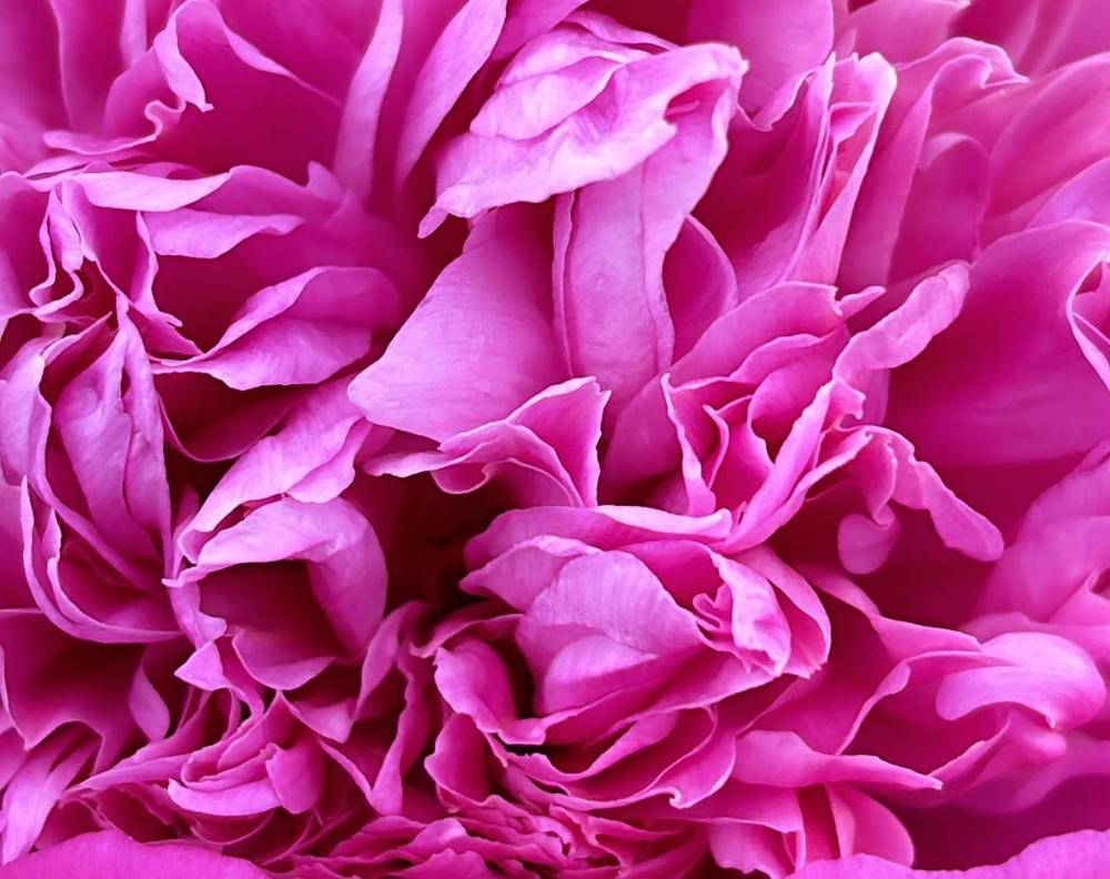 pivoine rose