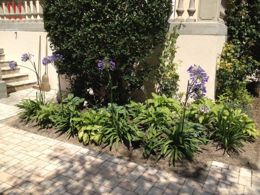 Agapanthes