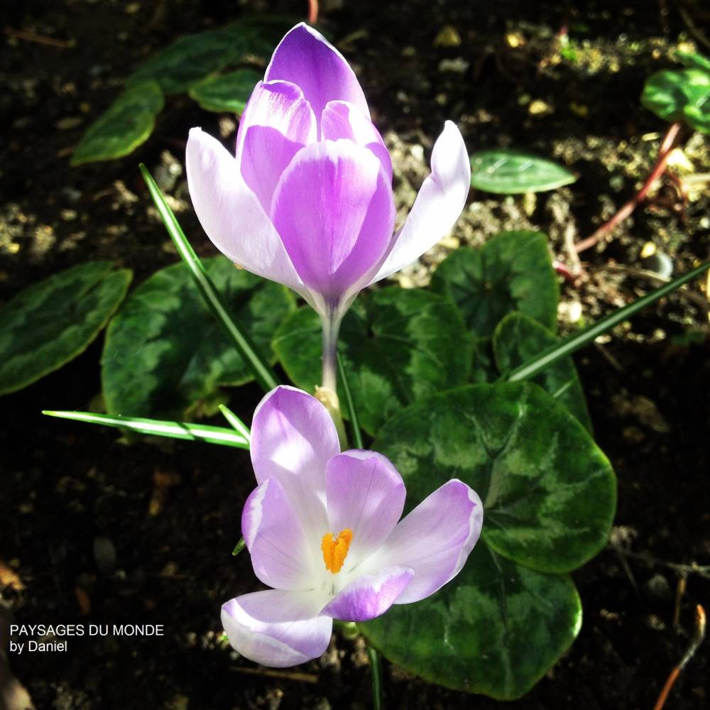 petits crocus