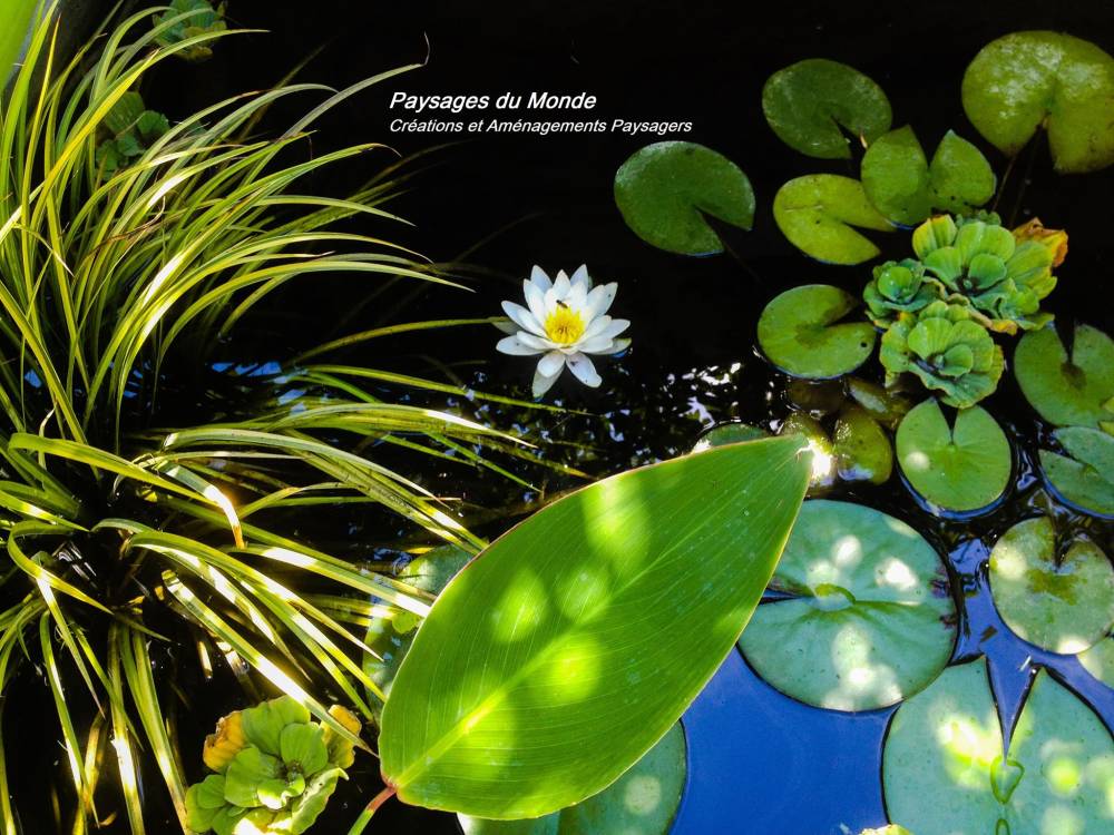 fleur de nénuphar