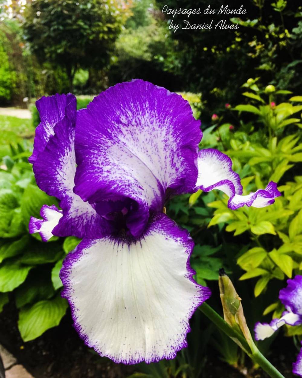 Iris d'Allemagne