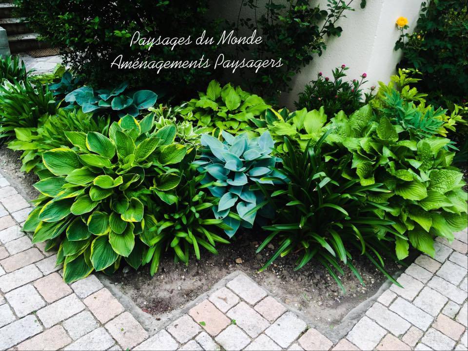 Plants d'Hostas