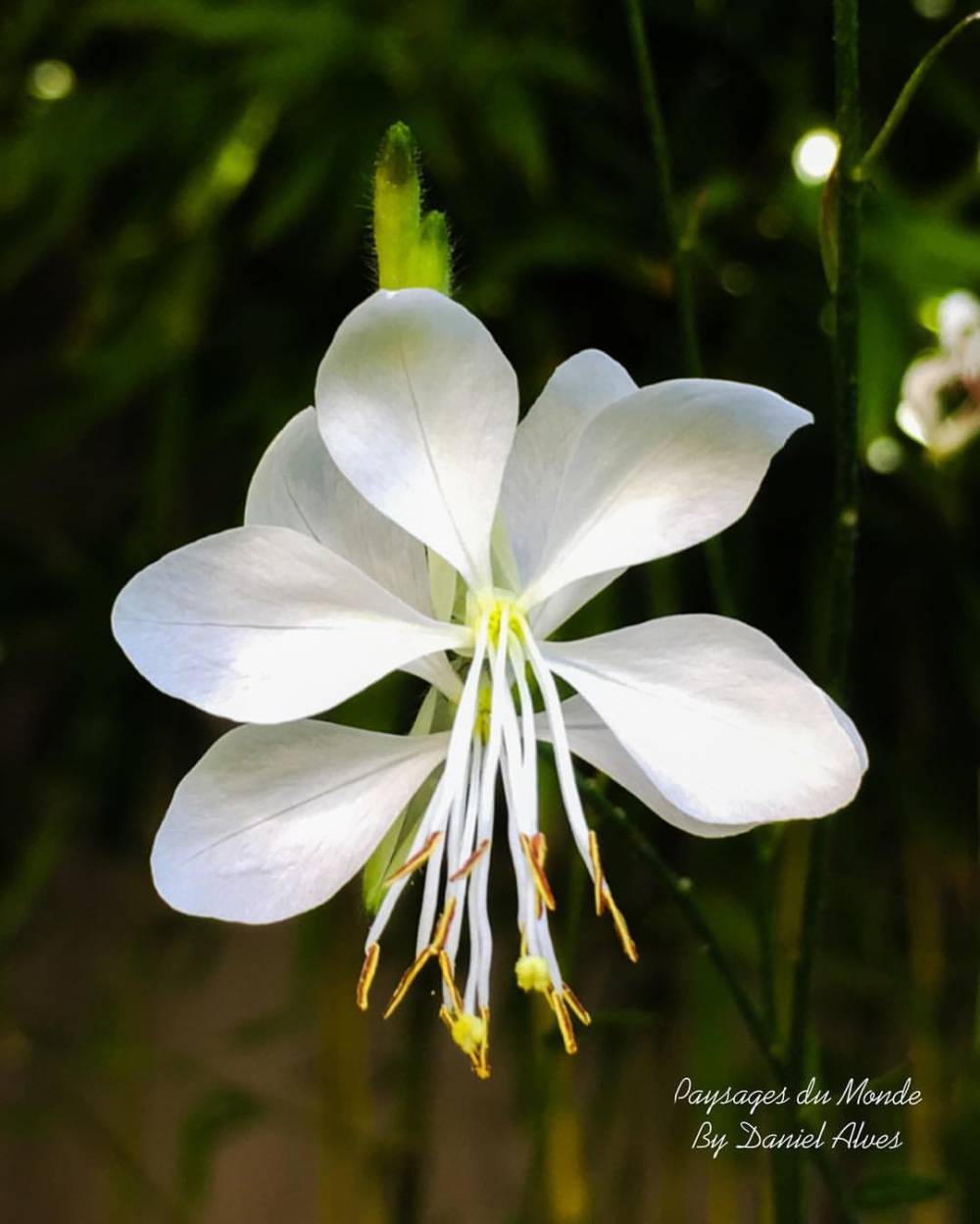 Gaura de Lindheimer