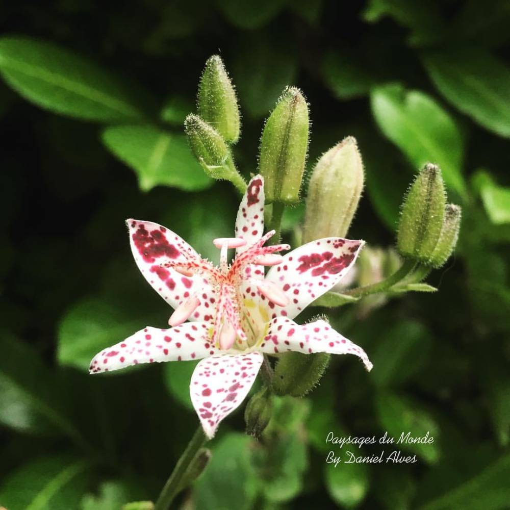 Tricyrtis Japonais