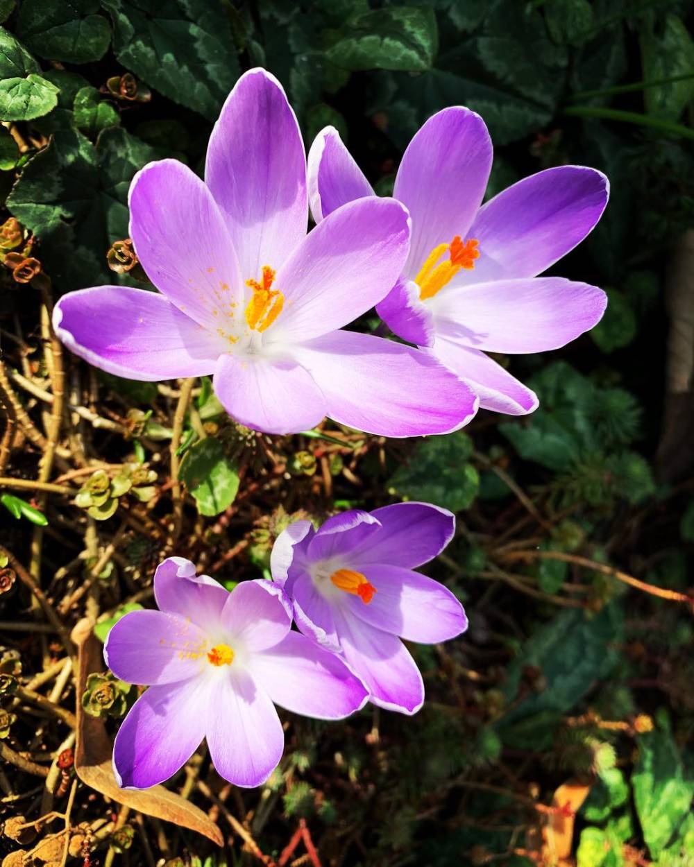 crocus