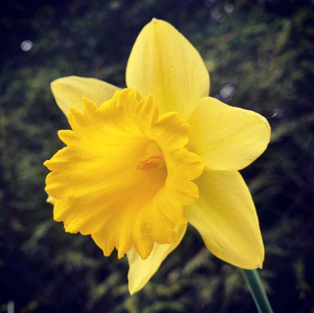 Narcisse