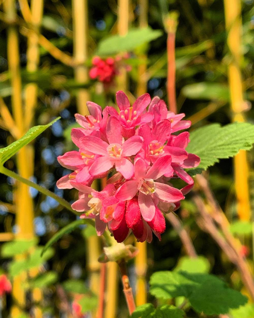 fleurs de ribes
