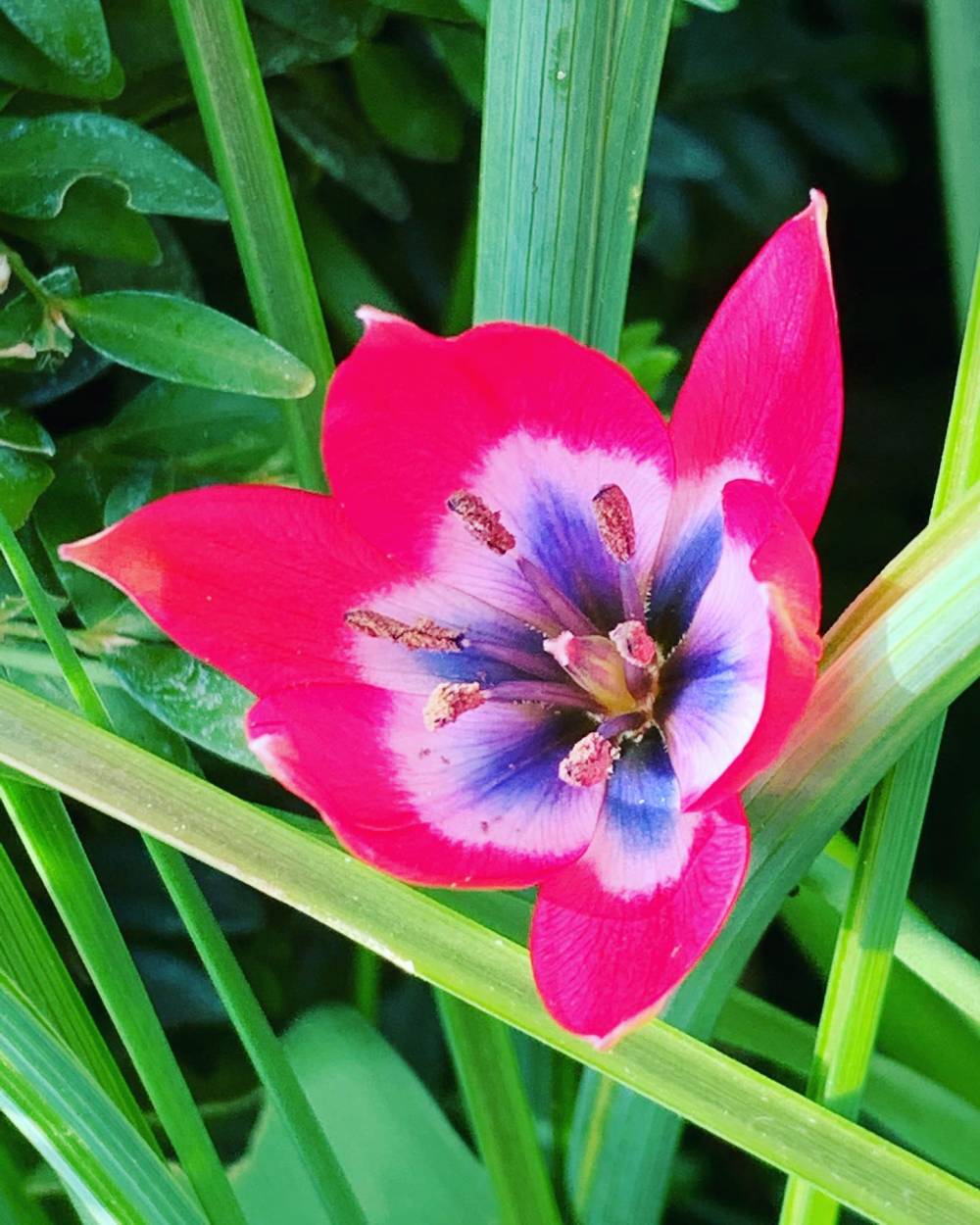 tulipe botanique