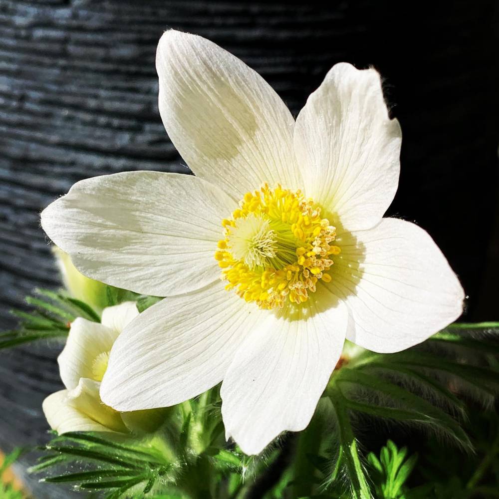 Anémone de printemps