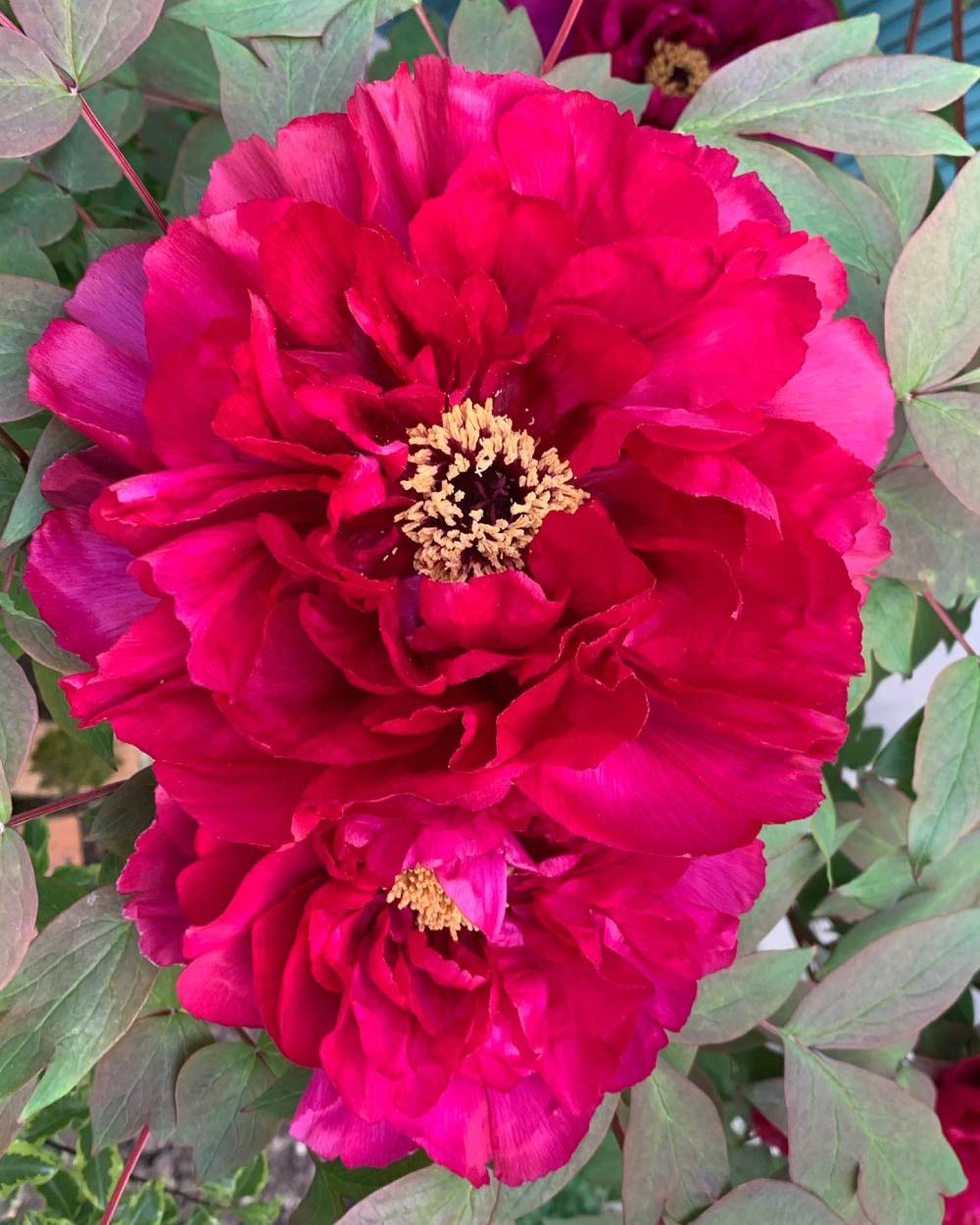 Pivoine arbustive