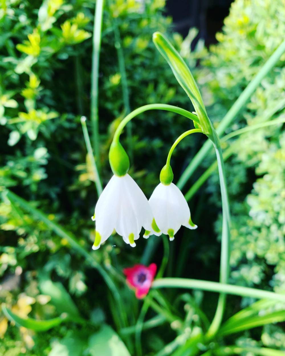 perce neige
