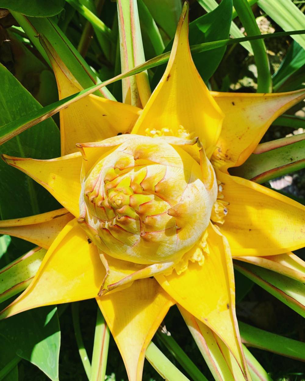 Lotus d'or (musella lasiocarpa) 2